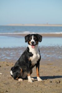Katrinbechtel dog 7956828