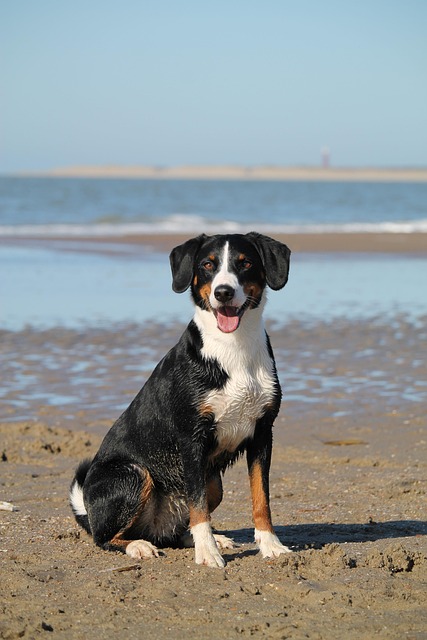 Katrinbechtel dog 7956828