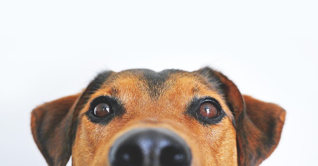 Lum3n dog 838281